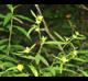 Ludwigia alternifolia