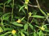Ludwigia alternifolia