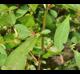 Ludwigia glandulosa