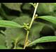 Ludwigia glandulosa