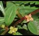 Ludwigia glandulosa