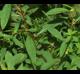 Ludwigia glandulosa