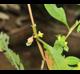 Ludwigia glandulosa