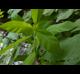 Ludwigia leptocarpa