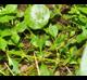 Ludwigia palustris