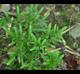 Lygodium japonicum