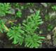 Lygodium japonicum
