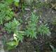 Lygodium japonicum