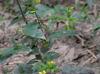Lysimachia radicans