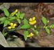 Lysimachia radicans
