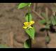 Lysimachia radicans