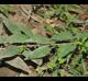 Lysimachia radicans