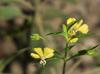 Lysimachia radicans