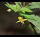 Lysimachia radicans