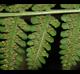 Macrothelypteris torresiana
