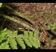 Macrothelypteris torresiana