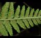 Macrothelypteris torresiana