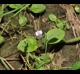 Mazus pumilus