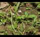 Mazus pumilus