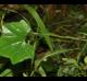 Melothria pendula
