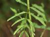 Mimosa nuttallii