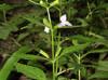Mimulus alatus