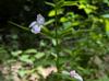 Mimulus alatus