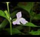 Mimulus alatus