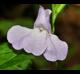Mimulus alatus
