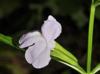 Mimulus alatus