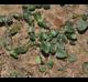 Mitchella repens