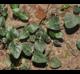 Mitchella repens