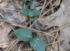 Mitchella repens