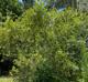 Morella cerifera