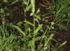 Myosotis macrosperma