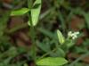 Myosotis macrosperma