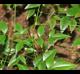Nandina domestica
