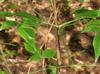 Nandina domestica