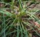 Narcissus sp