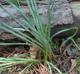 Narcissus sp