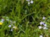 Nuttallanthus texanus