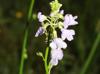 Nuttallanthus texanus