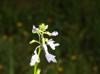Nuttallanthus texanus