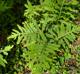 Onoclea sensibilis