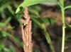 Onoclea sensibilis