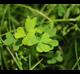 Oxalis debilis