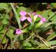 Oxalis debilis