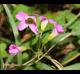 Oxalis debilis