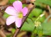 Oxalis debilis