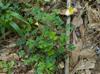 Oxalis dillenii